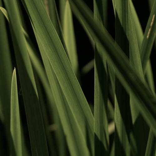 VETIVER | खस