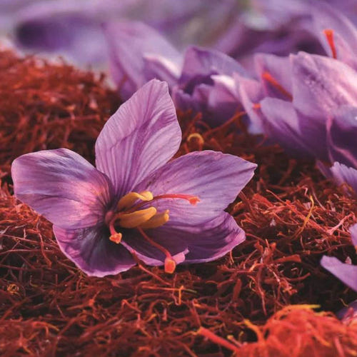 SAFFRON | केसर