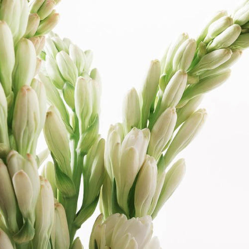 TUBEROSE | रजनीगंधा