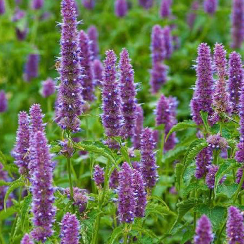 PATCHOULI | पचौली